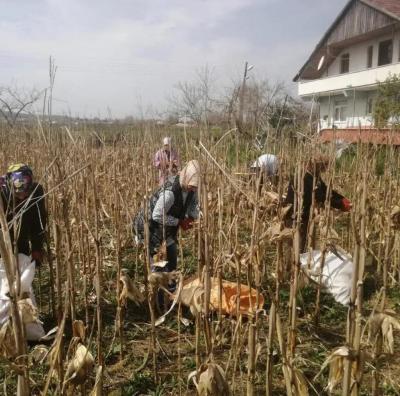 Hammaddelerin Dansı: Kındıra ve Mısır Yeleğinin Kızılırmak’taki Buluşması
