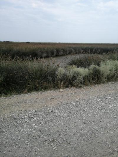 Hammaddelerin Dansı: Kındıra ve Mısır Yeleğinin Kızılırmak’taki Buluşması