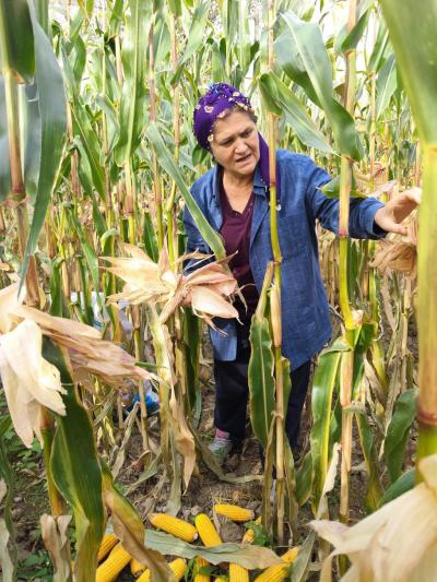 Hammaddelerin Dansı: Kındıra ve Mısır Yeleğinin Kızılırmak’taki Buluşması