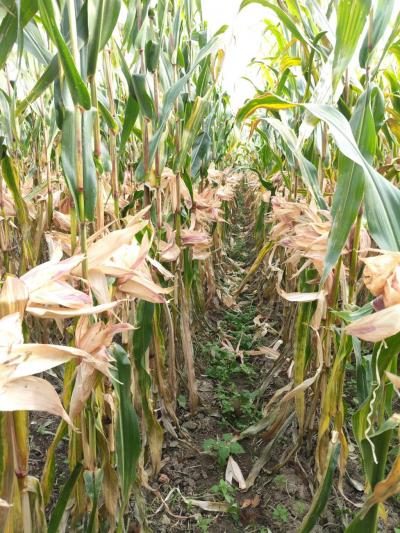 Hammaddelerin Dansı: Kındıra ve Mısır Yeleğinin Kızılırmak’taki Buluşması