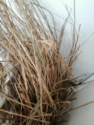 Hammaddelerin Dansı: Kındıra ve Mısır Yeleğinin Kızılırmak’taki Buluşması